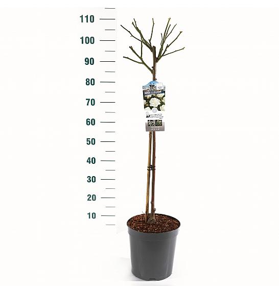 Rosa hybrid Schneewitchen C6 Lit. Na steblu 60 cm