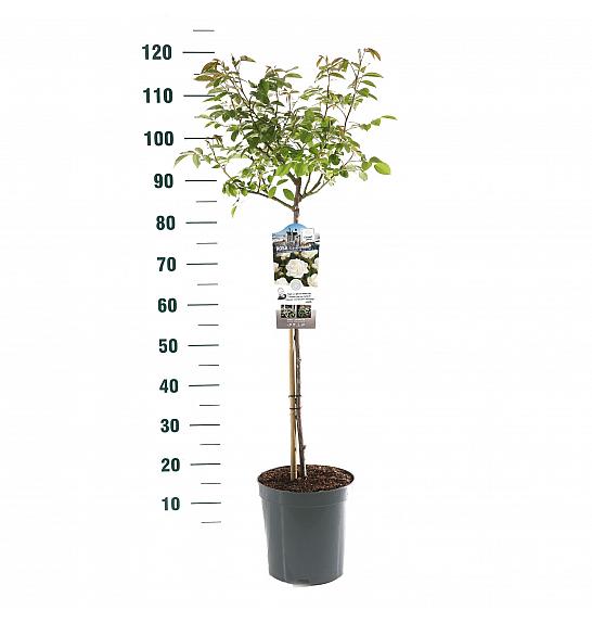 Rosa hybrid Schneewitchen C6 Lit. Na steblu 60 cm