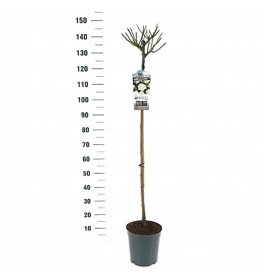 Rosa hybrid Schneewitchen C6 Lit. Na steblu 110 cm