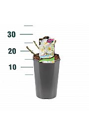 Rosa hibrid Schneeflocke C3 Lit. 10-15 cm