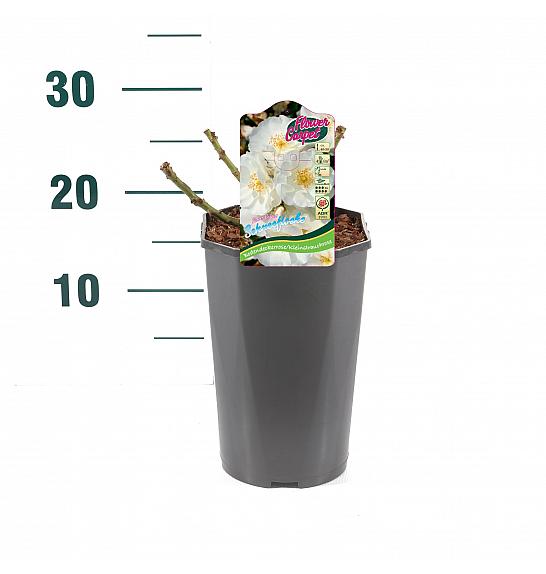 Rosa hibrid Schneeflocke C3 Lit. 10-15 cm