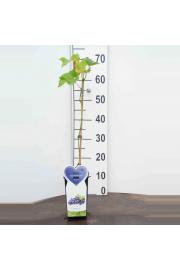 Vitis vinifera Boskoop Glory C2 Lit. 40-60 cm