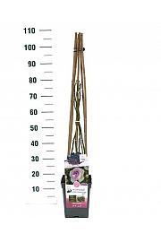 Rosa hibrid Saphir C5 Lit. 40-60 cm Penjanje