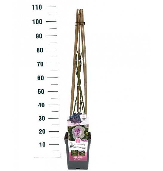 Rosa hybrid Saphir C5 Lit. 40-60 cm Vzpenjava