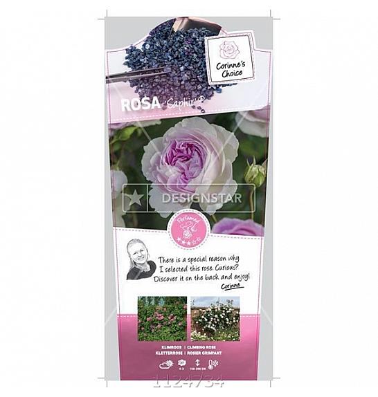 Rosa hybrid Saphir C5 Lit. 40-60 cm Vzpenjava