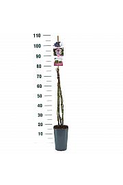 Rosa hybrid Saphir C3 Lit. 50-60 cm Vzpenjava