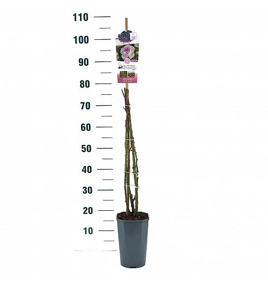 Rosa hybrid Saphir C3 Lit. 50-60 cm Vzpenjava