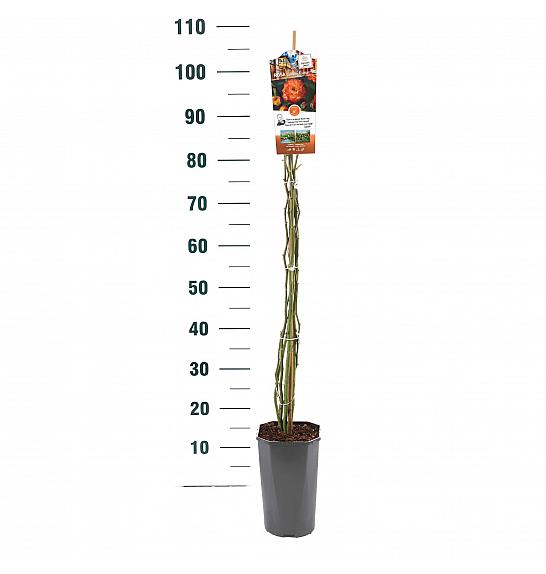 Rosa hybrid Rumba C3 Lit. 50-60 cm Vzpenjava