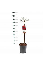 Rosa hybrid Rose Meilove C6 Lit. Na steblu 60 cm