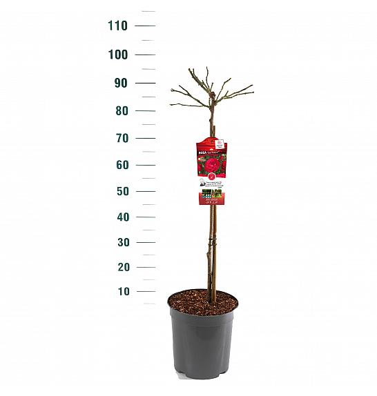 Rosa hybrid Rose Meilove C6 Lit. Na steblu 60 cm