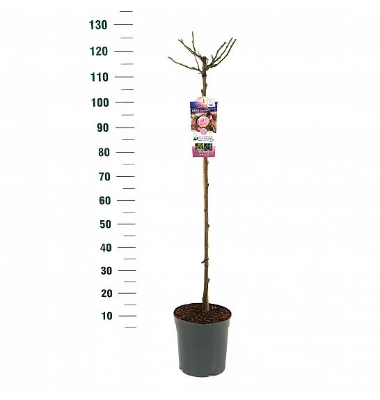 Rosa hybrid Rose Meilove C6 Lit. Na steblu 90 cm