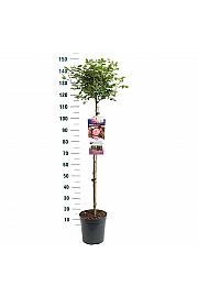 Rosa hybrid Rose Meilove C6 Lit. Na steblu 90 cm