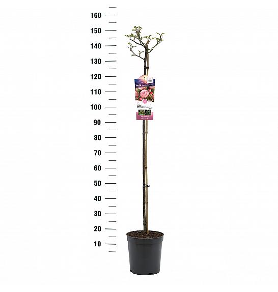 Rosa hybrid Rose Meilove C6 Lit. Na steblu 110 cm