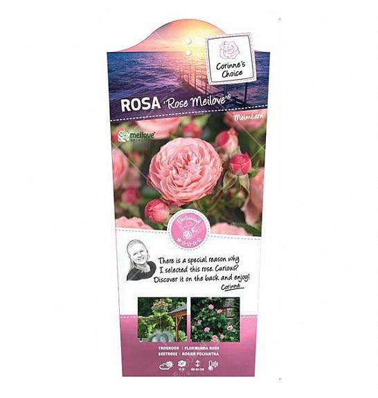 Rosa hybrid Rose Meilove C6 Lit. Na steblu 110 cm
