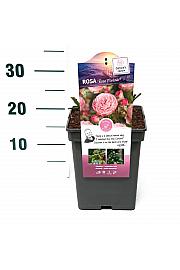 Rosa hibrid Rose Meilove C5 Lit. 15-20 cm