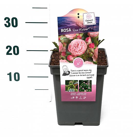 Rosa hybrid Rose Meilove C5 Lit. 15-20 cm