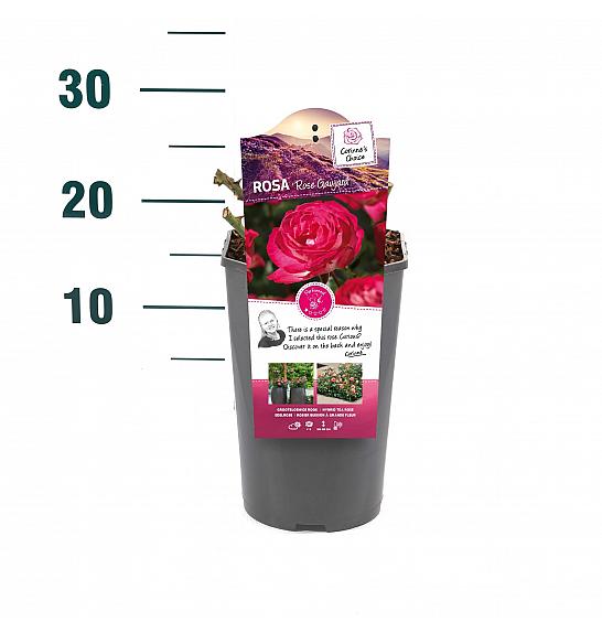 Rosa hybrid Rose Gaujard C3 Lit. 10-15 cm