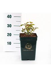 Rosa hybrid Roald Dahl C5 Lit. 15-20 cm