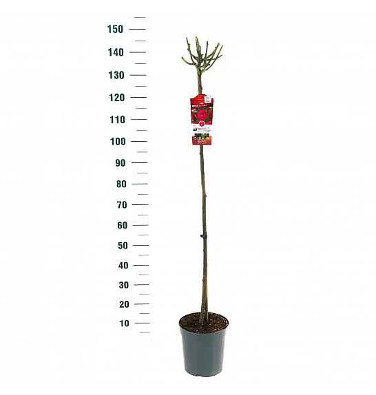 Rosa hybrid Red Meilove C6 Lit. Na steblu 110 cm