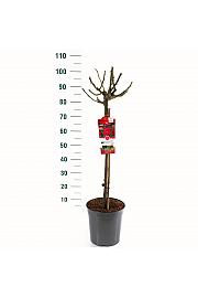 Rosa hybrid Red Meilove C6 Lit. Na steblu 60 cm
