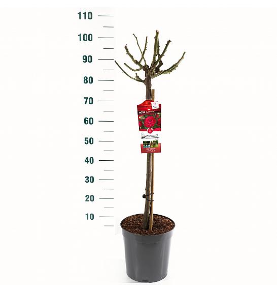 Rosa hybrid Red Meilove C6 Lit. Na steblu 60 cm