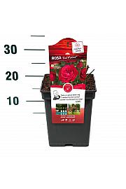 Rosa hybrid Red Meilove C5 Lit. 15-20 cm