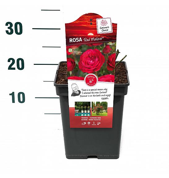 Rosa hybrid Red Meilove C5 Lit. 15-20 cm