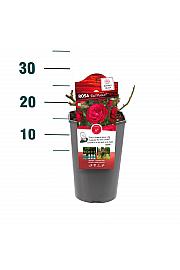 Rosa hibrid Red Meilove C3 Lit. 10-15 cm