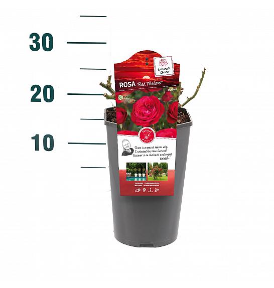 Rosa hibrid Red Meilove C3 Lit. 10-15 cm