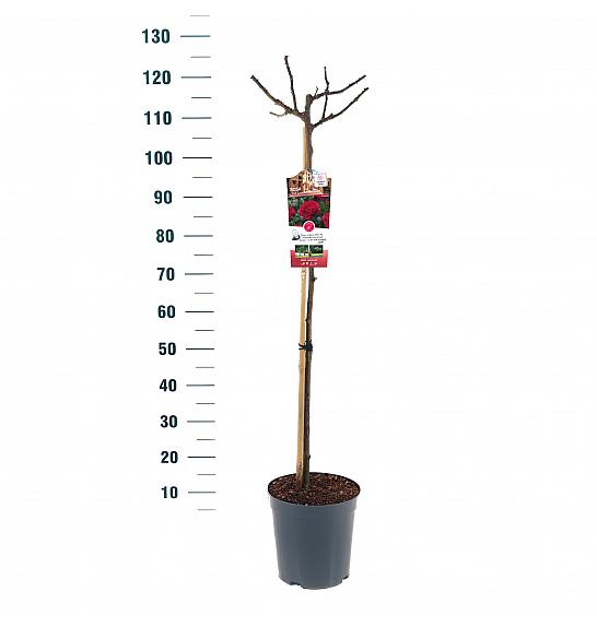 Rosa hybrid Red Leonardo da Vinci C6 Lit. Na steblu 90 cm