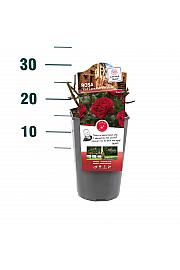 Rosa hybrid Red Leonardo da Vinci C3 Lit. 10-15 cm