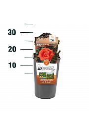 Rosa hybrid Ramona C3 Lit. 10-15 cm