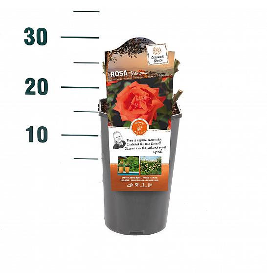 Rosa hybrid Ramona C3 Lit. 10-15 cm
