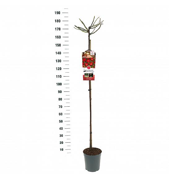 Rosa hybrid Rambling Rosie C6 Lit. Na steblu 140 cm