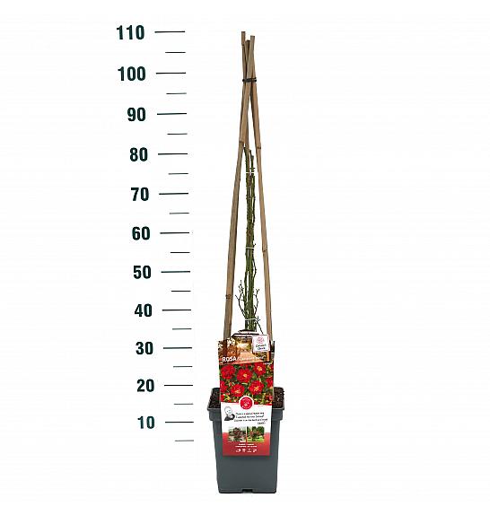 Rosa hybrid Rambling Rosie C5 Lit. 40-60 cm Vzpenjava