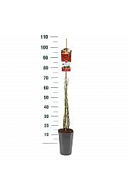 Rosa hybrid Rambling Rose C3 Lit. 50-60 cm Vzpenjava