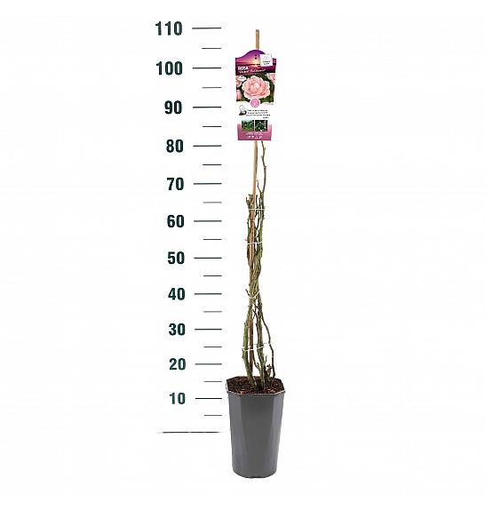 Rosa hybrid Racquel C3 Lit. 50-60 cm Vzpenjava