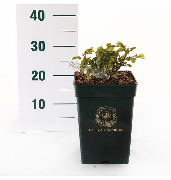 Rosa hybrid Princess Anne C5 Lit. 15-20 cm