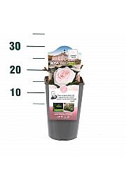 Rosa hibrid Prince Jardinier C3 Lit. 10-15 cm