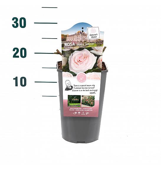 Rosa hibrid Prince Jardinier C3 Lit. 10-15 cm