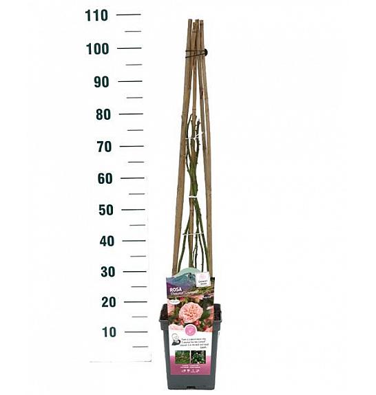Rosa hybrid Pirouette C5 Lit. 40-60 cm Vzpenjava