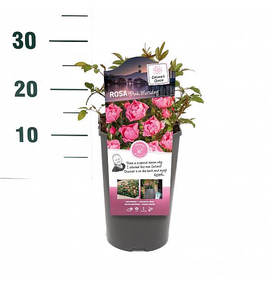 ROSA ARIE Rosa hybrid Pink Morsdag