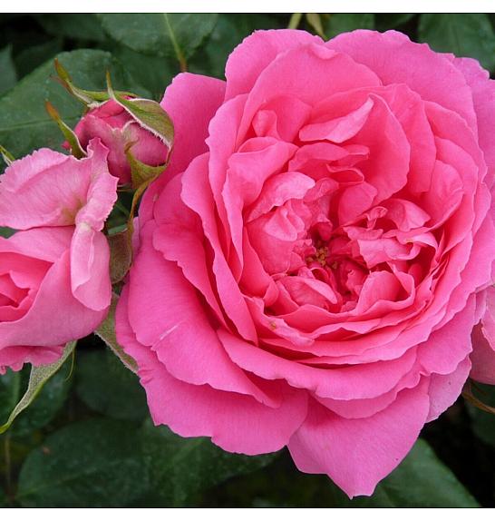 Rosa hybrid Pink Cloud C3 Lit. 50-60 cm Vzpenjava