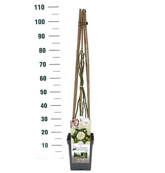 Rosa hybrid Perfume Dreams C5 Lit. 40-60 cm Vzpenjava