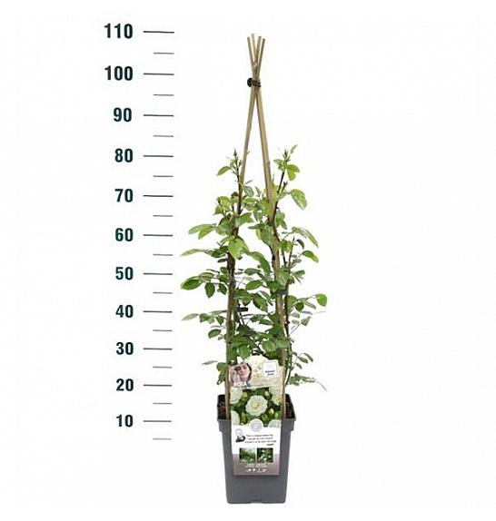 Rosa hybrid Perfume Dreams C5 Lit. 40-60 cm Vzpenjava