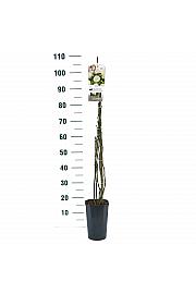 Rosa hybrid Perfume Dreams C3 Lit. 50-60 cm
