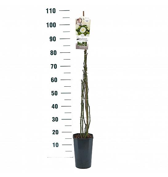 Rosa hybrid Perfume Dreams C3 Lit. 50-60 cm