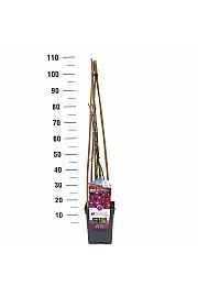 Rosa hybrid Perennial Blue C5 Lit. 40-60 cm Vzpenjava