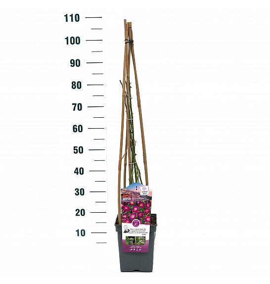 Rosa hybrid Perennial Blue C5 Lit. 40-60 cm Vzpenjava