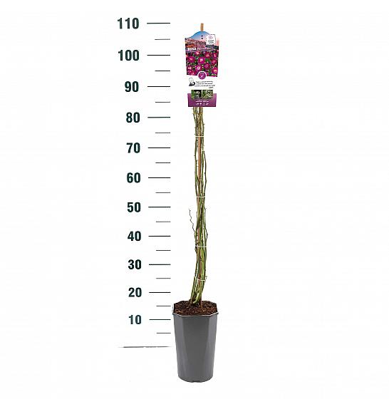 Rosa hybrid Perennial Blue C3 Lit. 50-60 cm Vzpenjava